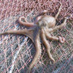 久しぶりのキロアップ